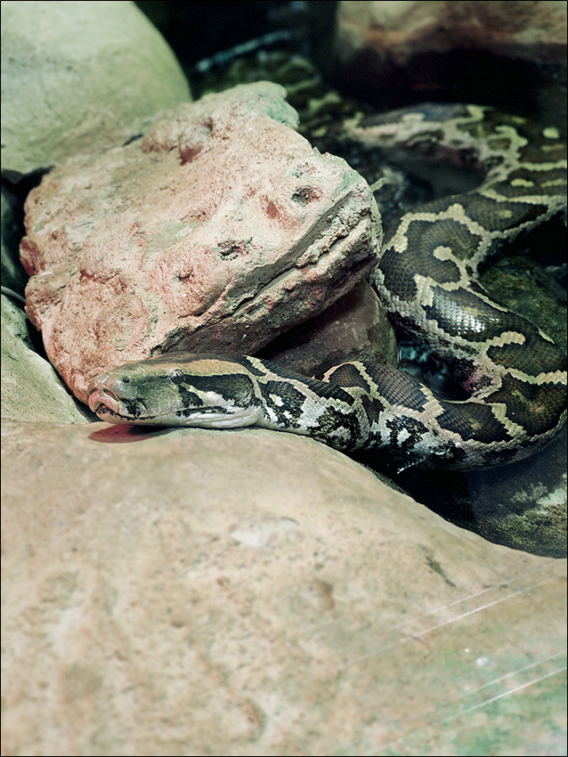 ���������� ��� �����