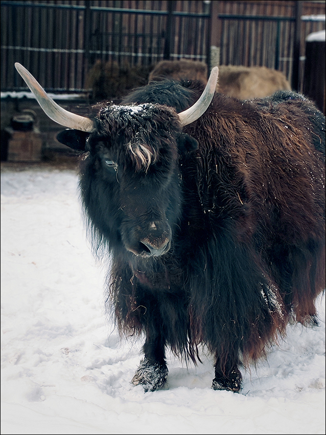 ���������� ��