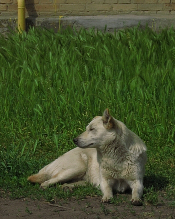 ���������� .