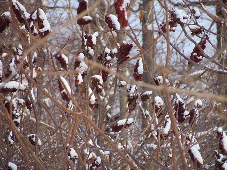 ���������� �����