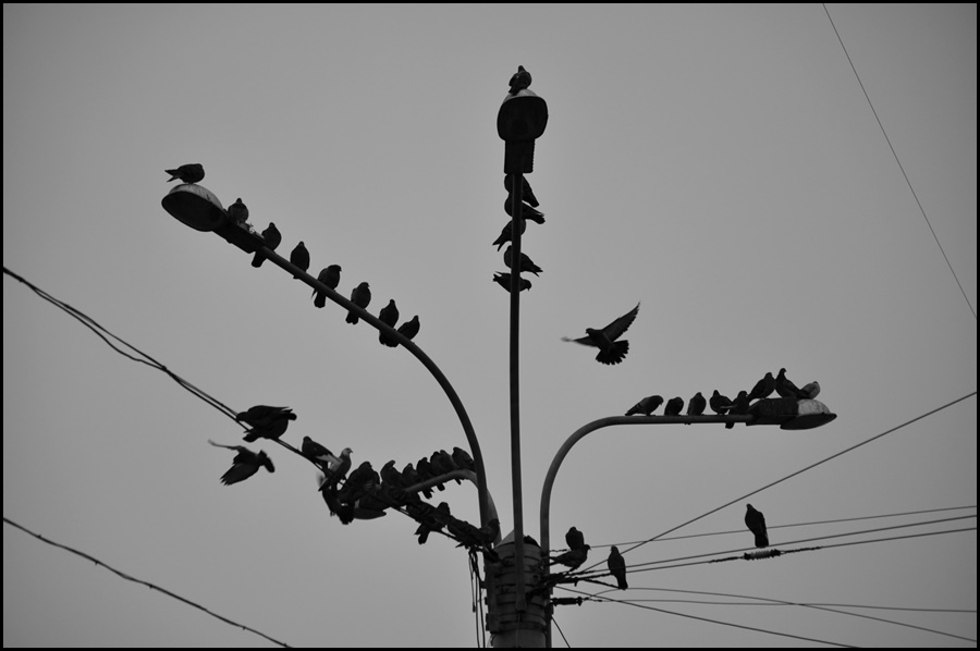 ���������� ***