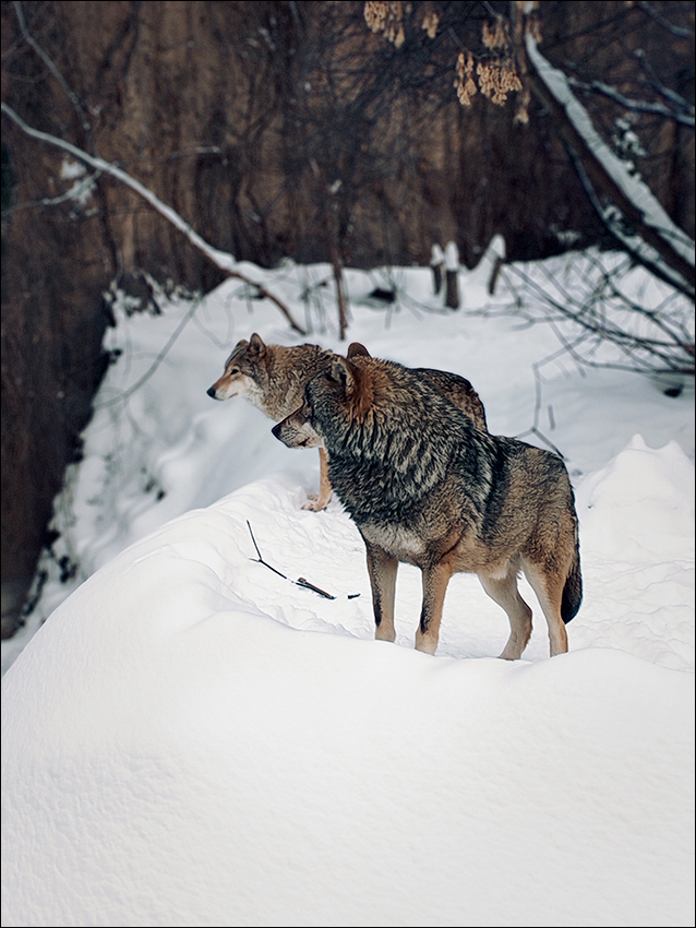 ���������� �����