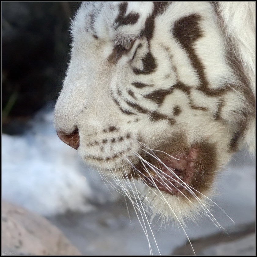 ���������� ���������� ���� (�)