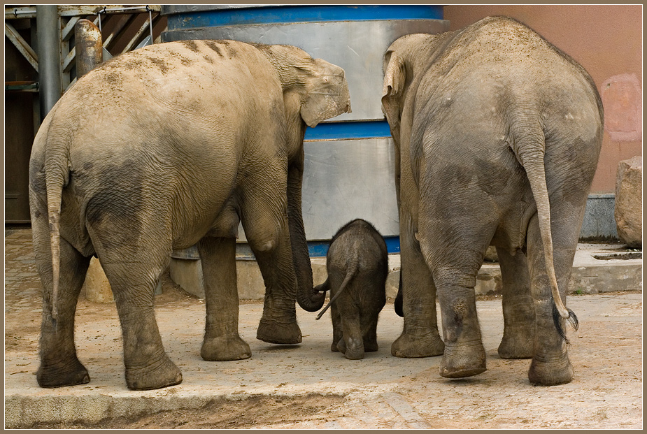 ���������� ���������� ���������