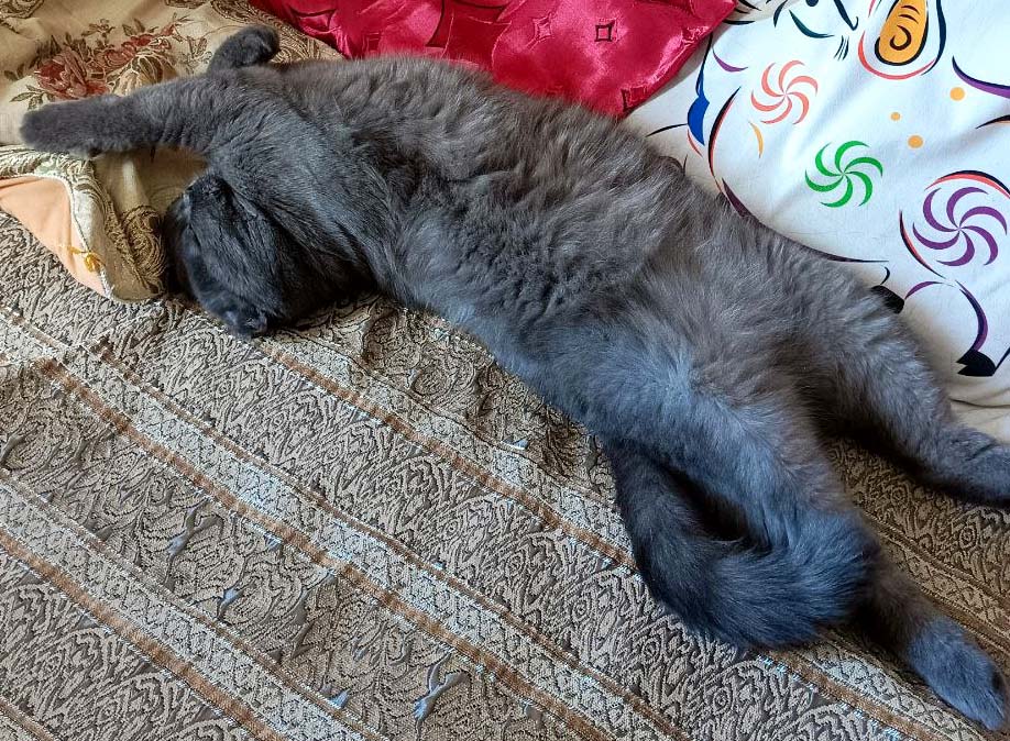 ���������� ������� ������