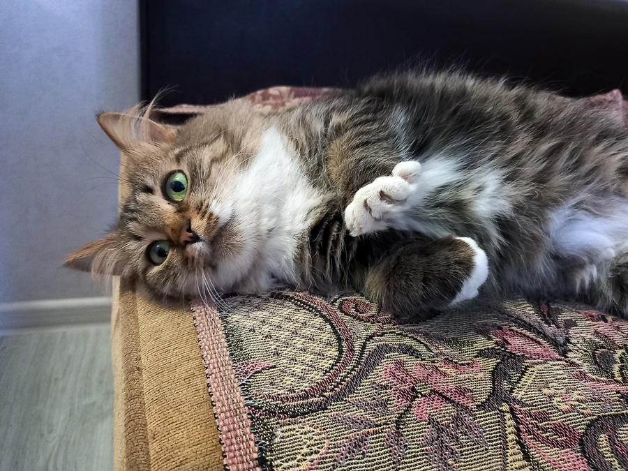 ���������� ***