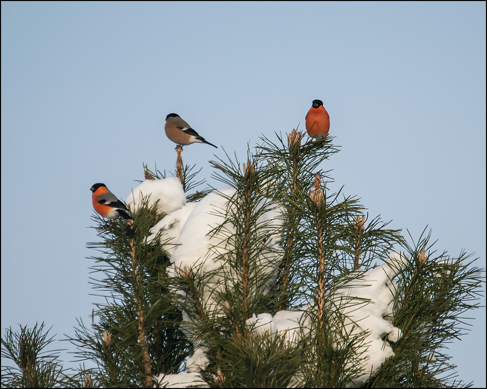 ���������� ���� � ��� ��������