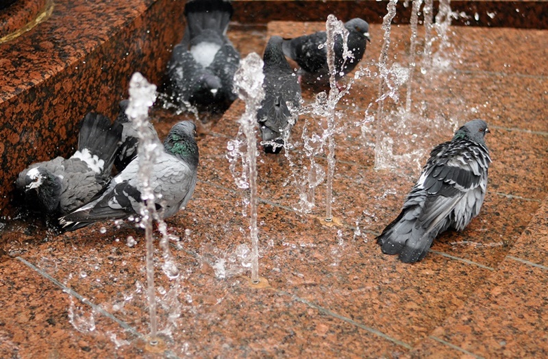 ���������� 4411