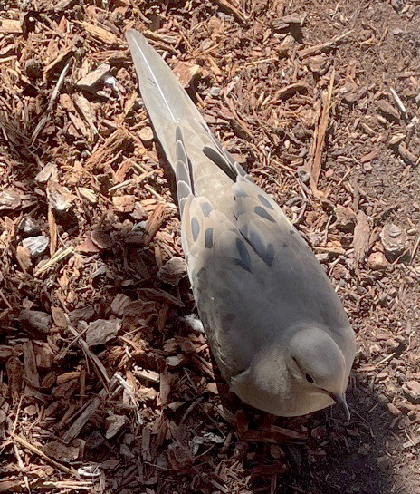 ���������� �������