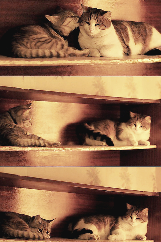 ���������� �������: ������ ��������...