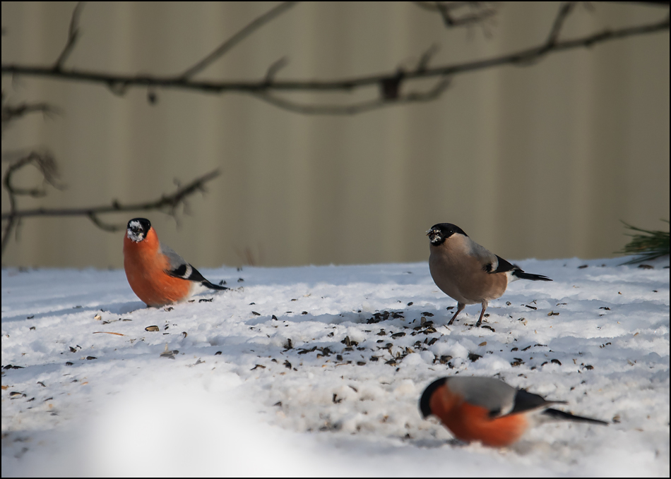 ���������� ��������