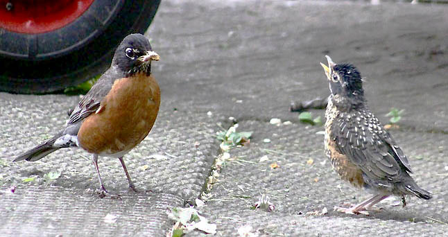 ���������� ���, ��������, ���)