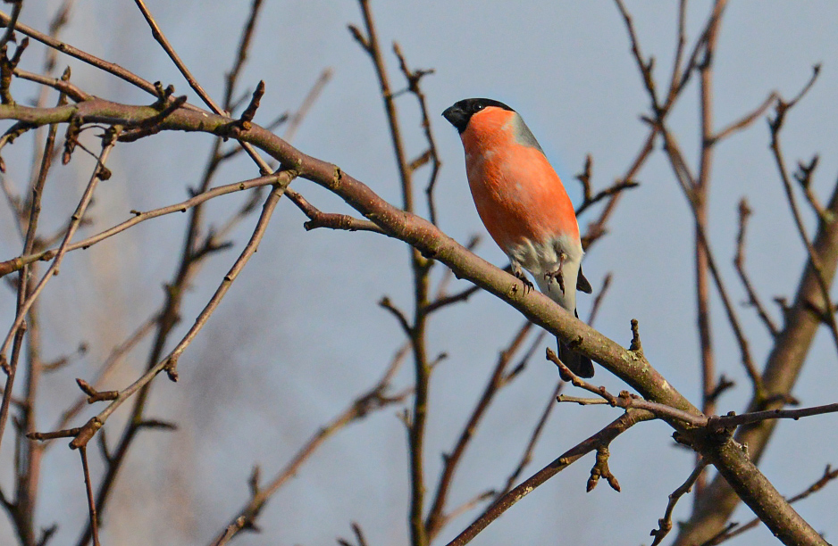 ���������� ��ڣ�