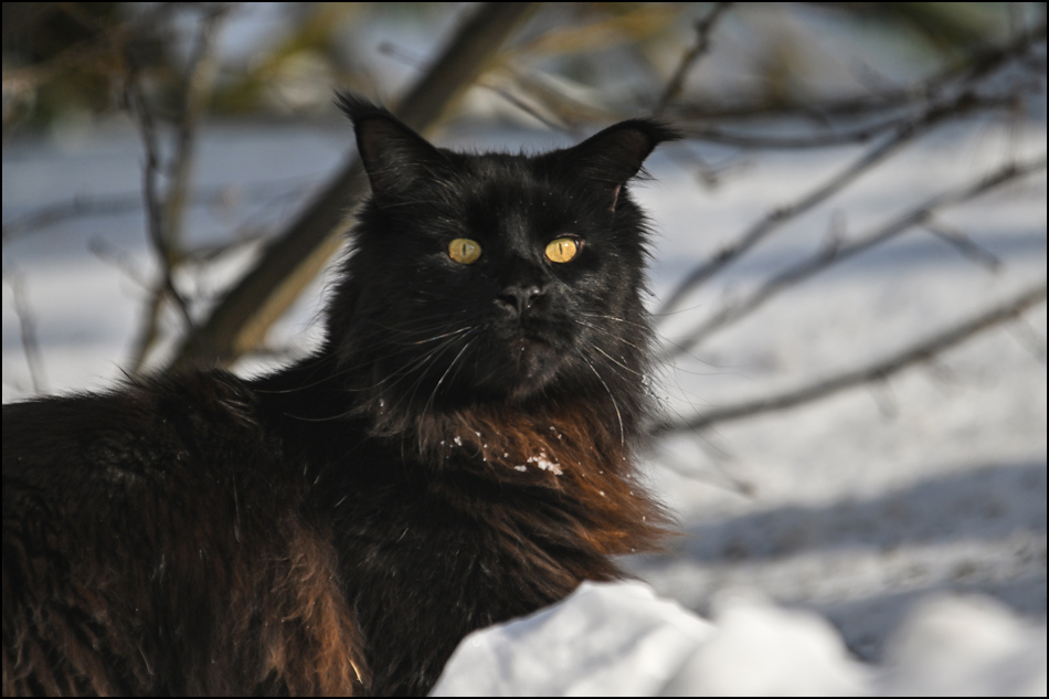 ���������� ���� ������ ����.