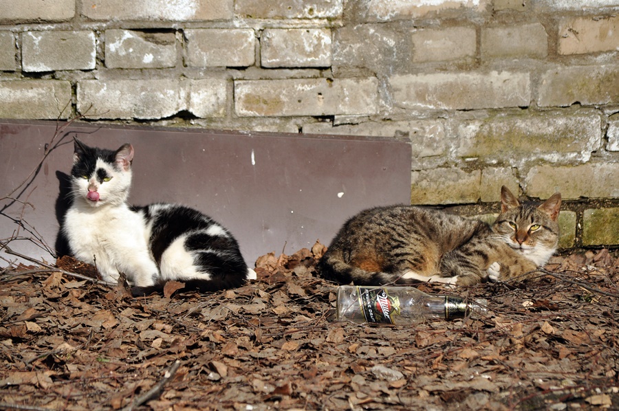 ���������� ������ �����-��...