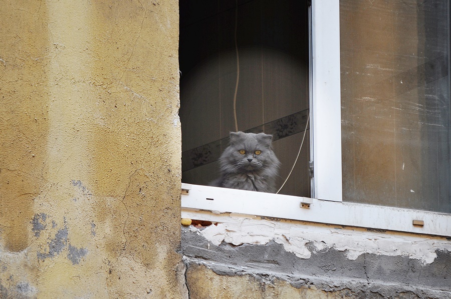 ���������� 1153