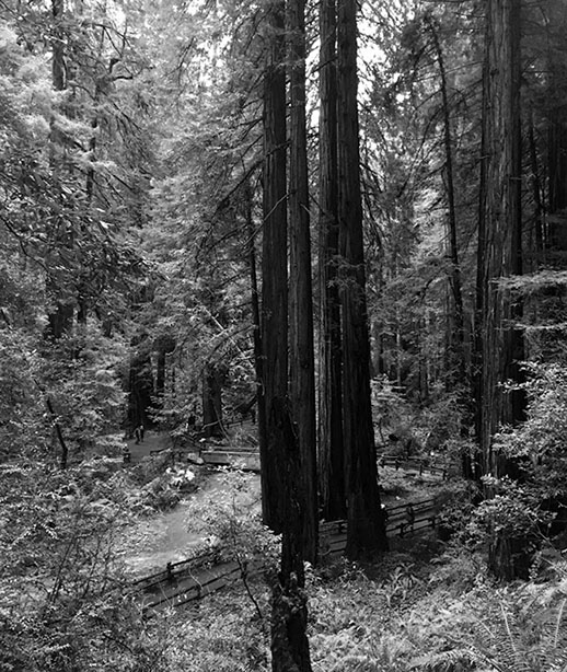 ����������  �������