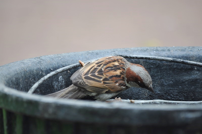 ���������� 3931