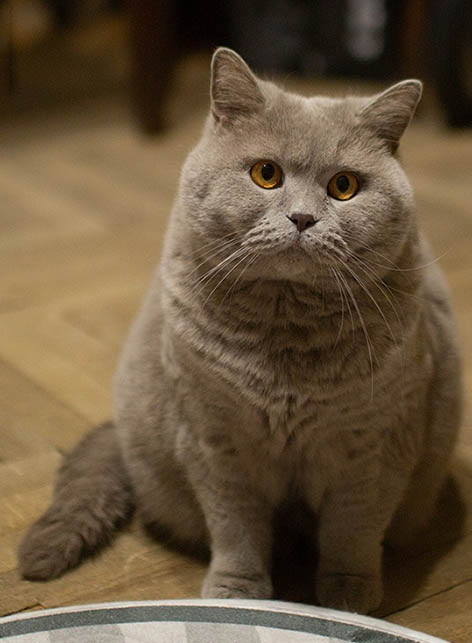 ���������� �����������