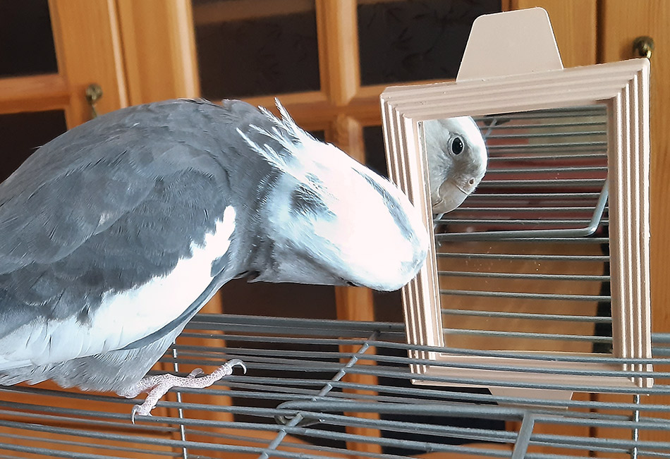 ���������� ���� ���, ���������, �����...