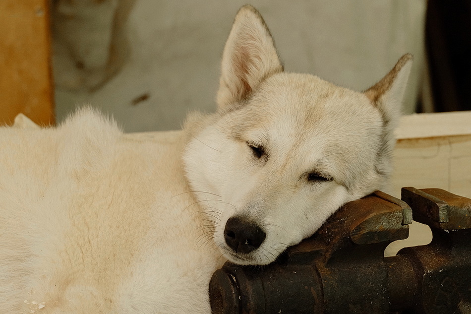 ���������� ��� �������.