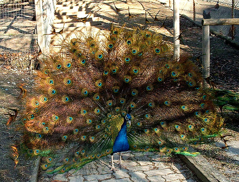 ����������  �������, ��������... ���!