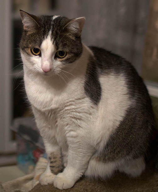 ���������� ��������������