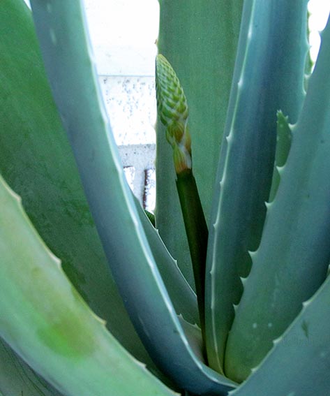 ���������� ��������