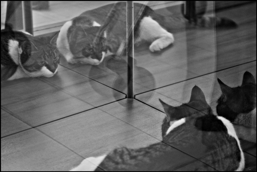 ���������� ***