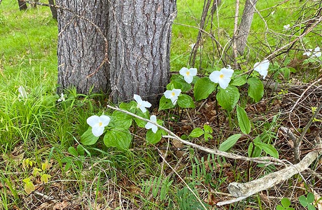 ���������� ��������