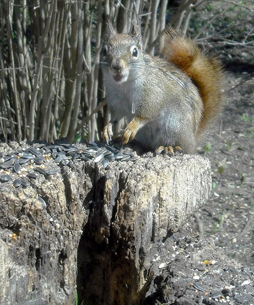 ���������� ****