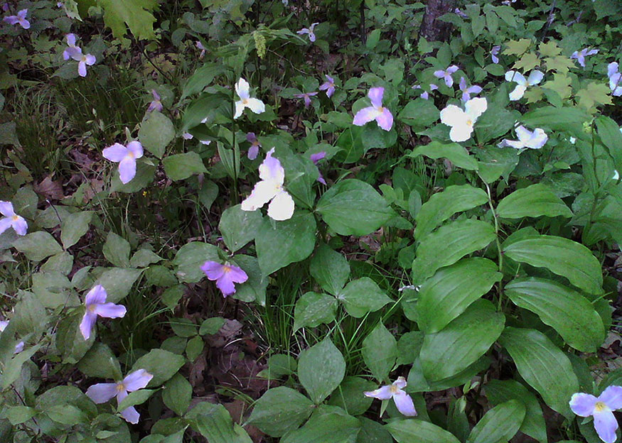 ���������� ****