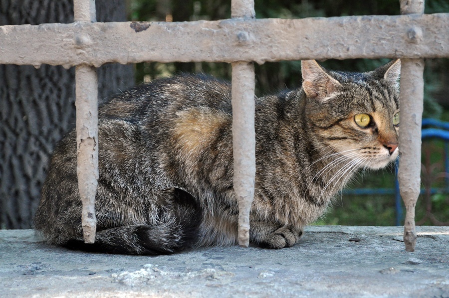 ���������� 0744