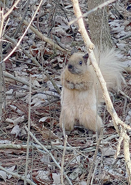 ���������� ��������, ����