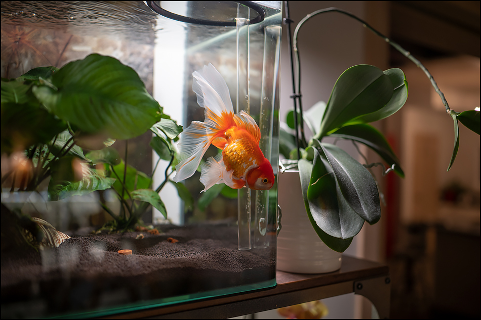 ���������� ���������� �������.