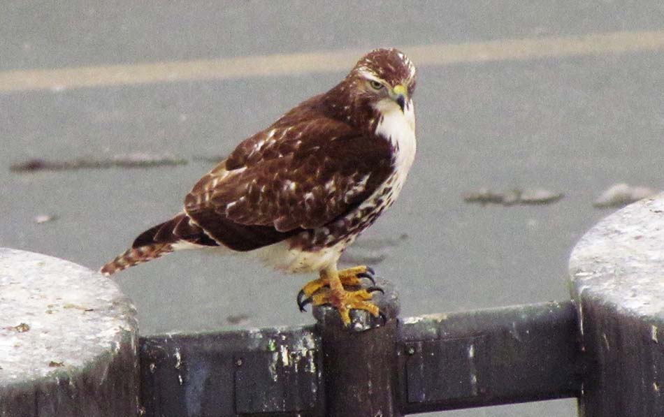 ���������� ������