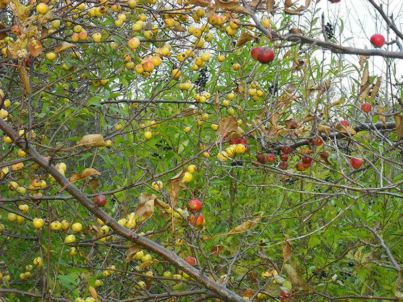 ���������� ��������� �������