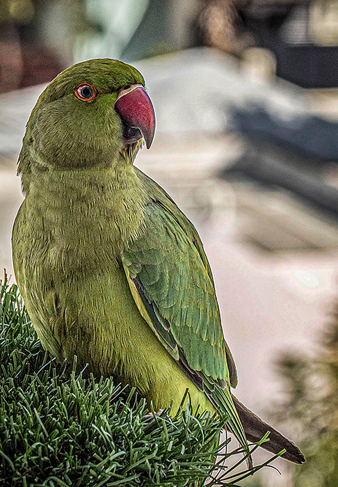 ���������� ��������