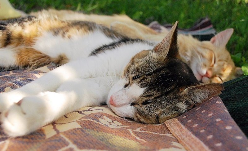 ���������� ***