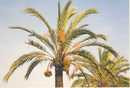 PalmTop   