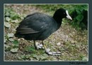  (Fulica atra)