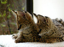 Ocelot kittens