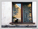  (nr. 15  )