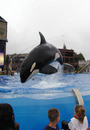 Shamu