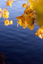 intensity of autumn colors