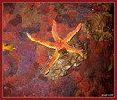 SEA STAR