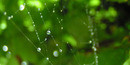 web