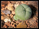 Lophophora