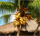 El Coco