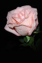 drops